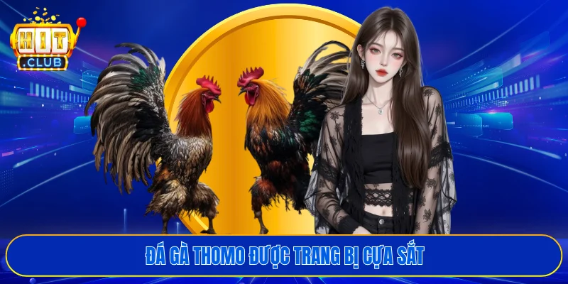 Đá gà Thomo được trang bị cựa sắt
